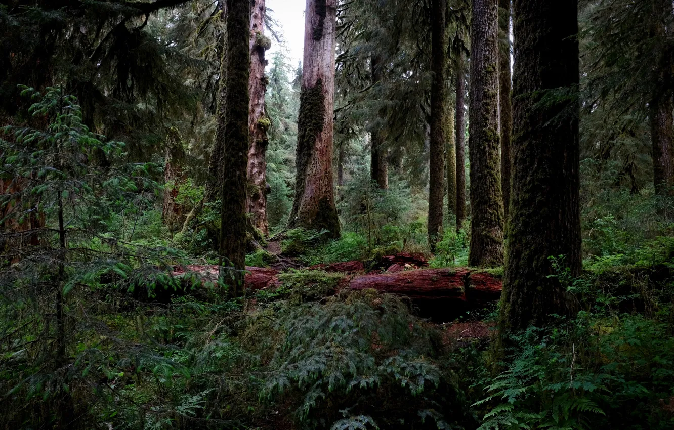Photo wallpaper forest, trees, nature, USA, Hoh Rainforest