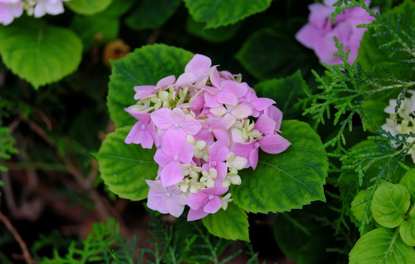 Photo wallpaper flowers, nature, minimalism