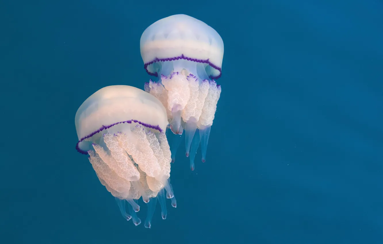 Photo wallpaper water, nature, jellyfish, pair