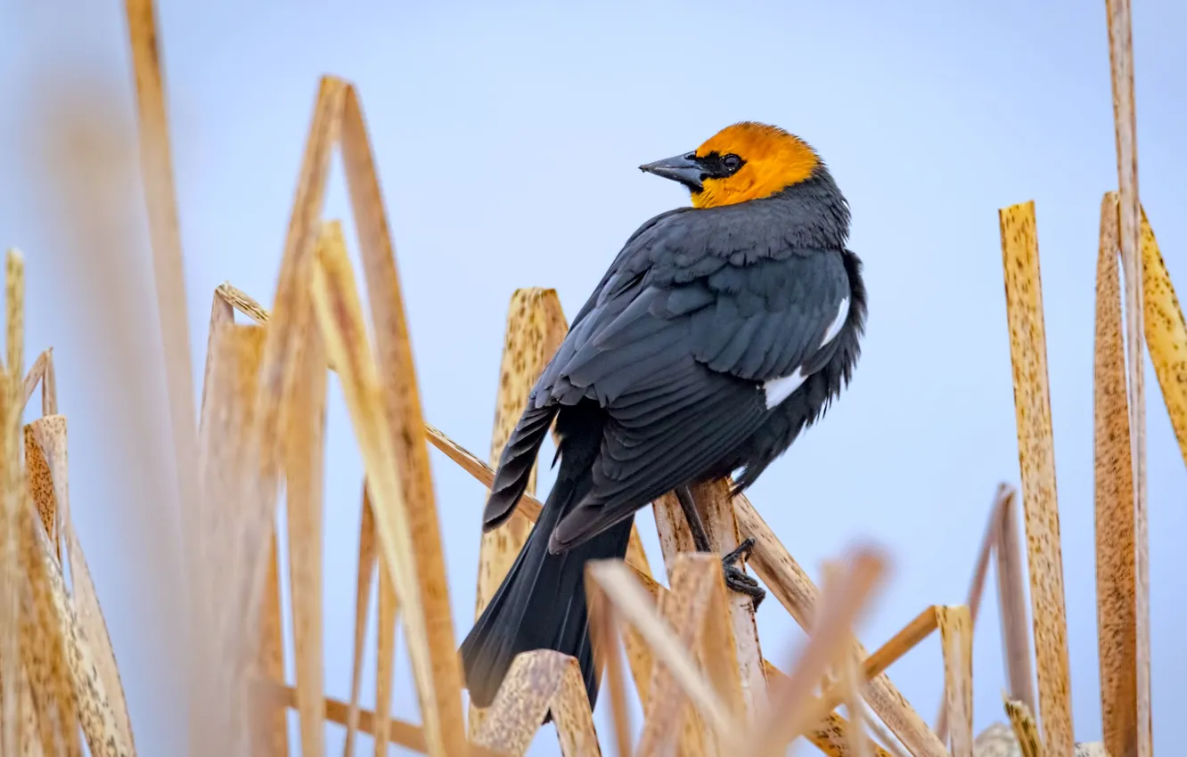 Photo wallpaper bird, black, stem, blue background, the citrine trupial