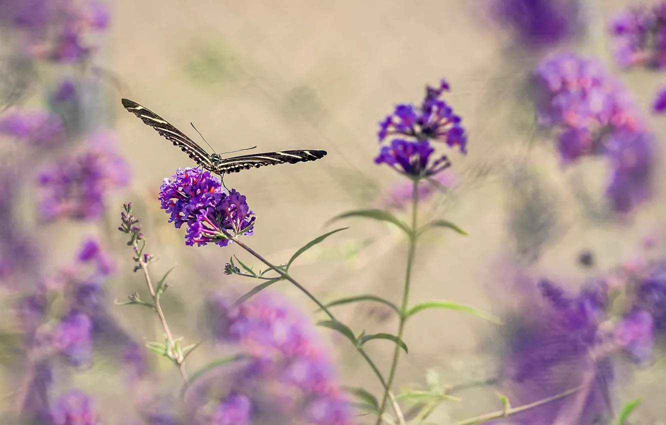 Photo wallpaper flowers, butterfly, plant, moth