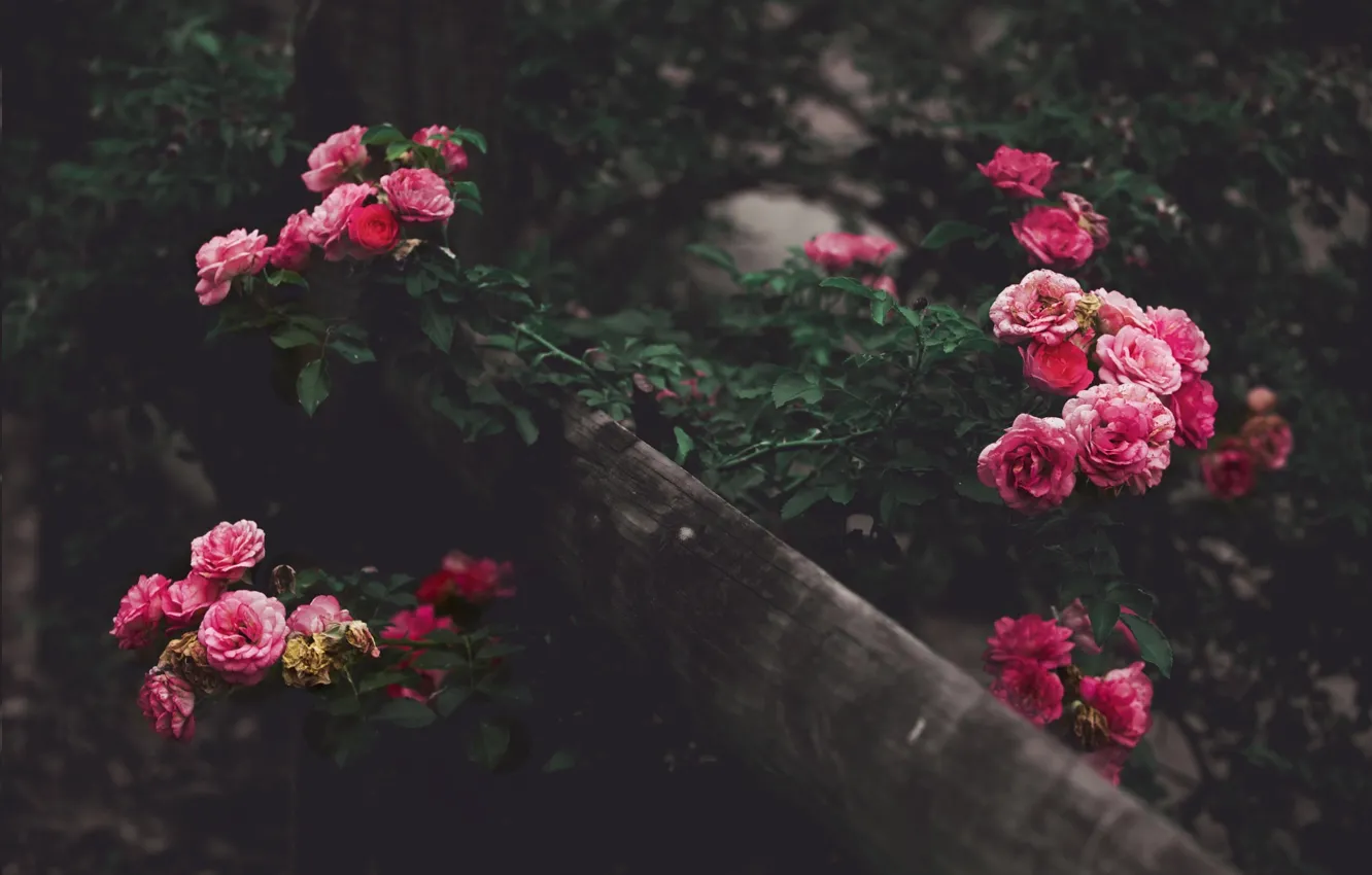 Photo wallpaper garden, Roses, the bushes