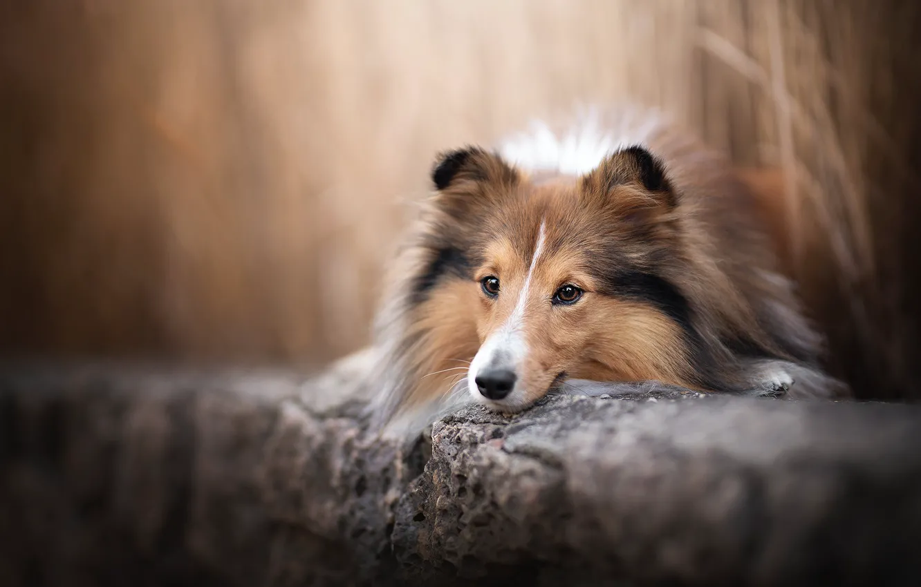 Photo wallpaper face, dog, bokeh, Sheltie, Shetland Sheepdog