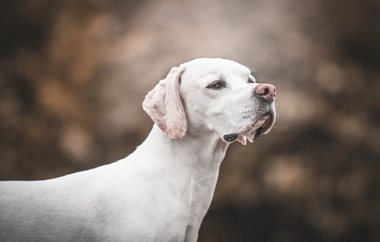 Photo wallpaper face, background, dog, bokeh
