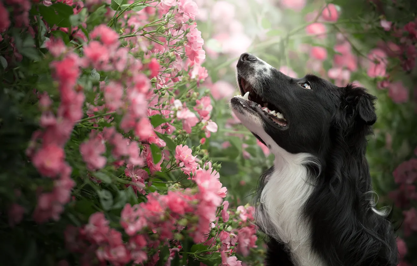 Photo wallpaper face, flowers, portrait, roses, dog, the bushes