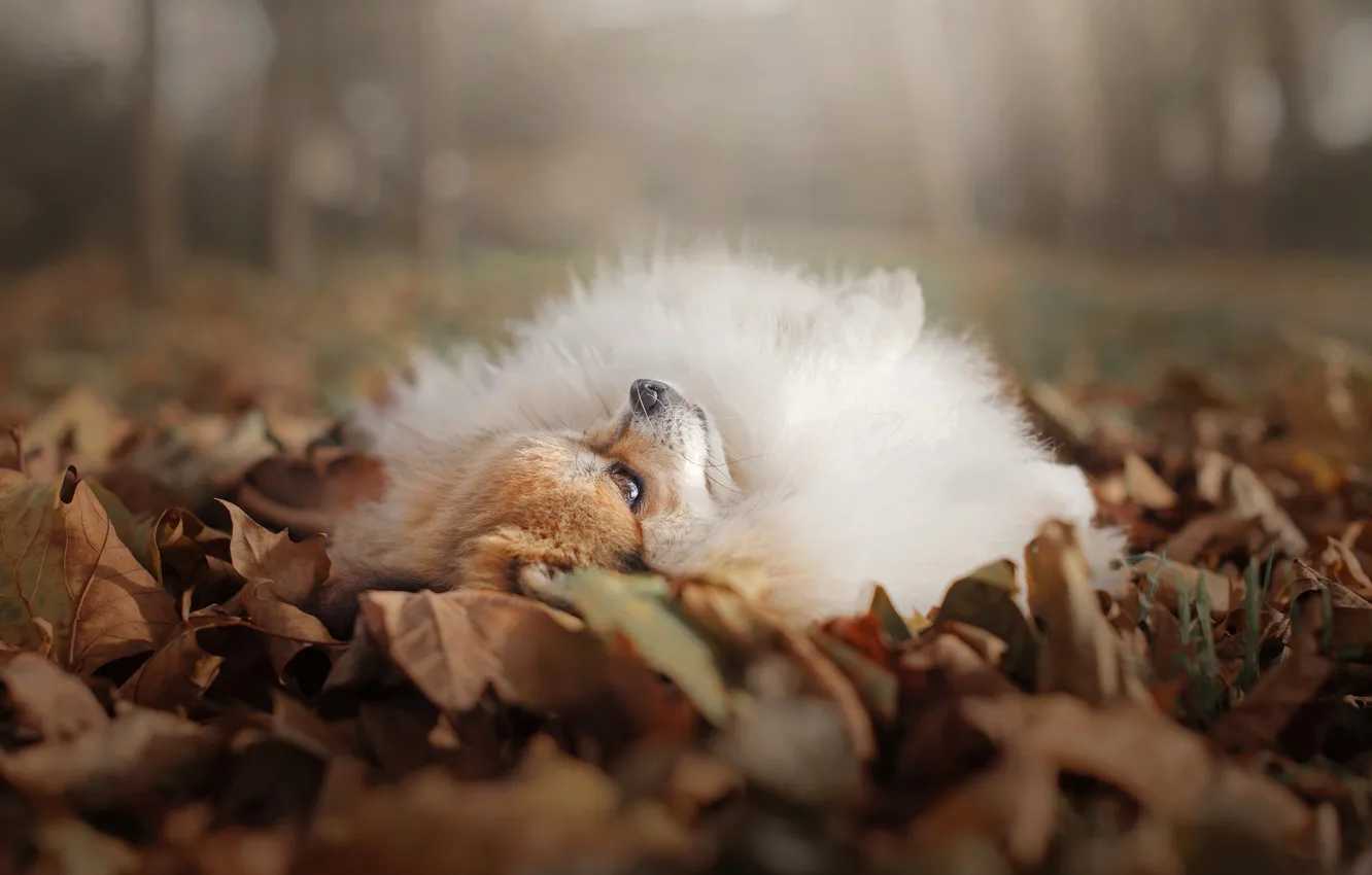 Photo wallpaper look, pose, dog, face, Spitz