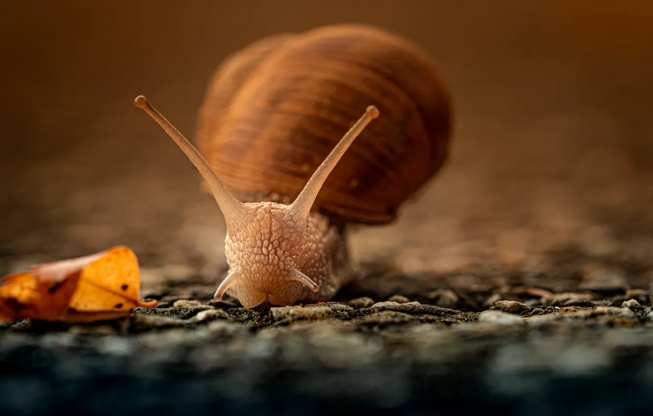 Photo wallpaper macro, nature, snail