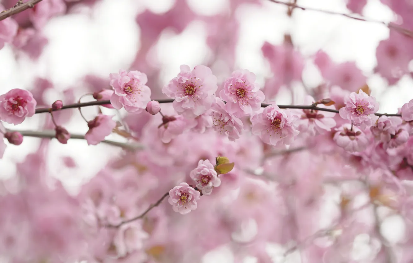 Photo wallpaper flowers, branches, spring, pink, flowering