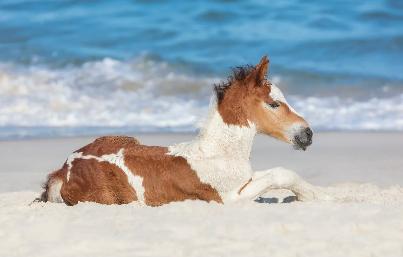 Photo wallpaper sand, the ocean, horse, foal