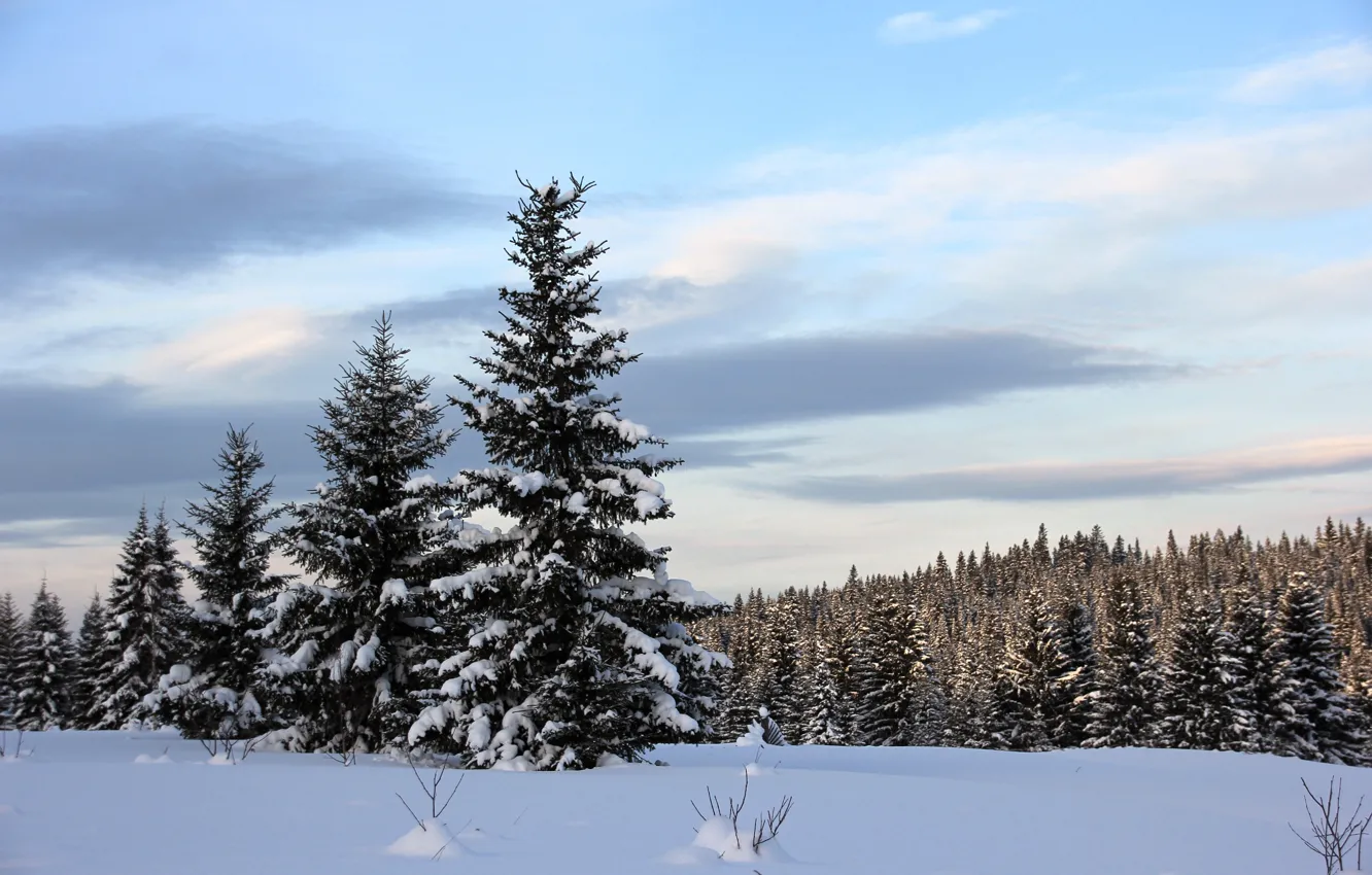 Photo wallpaper winter, forest, snow, trees, ate