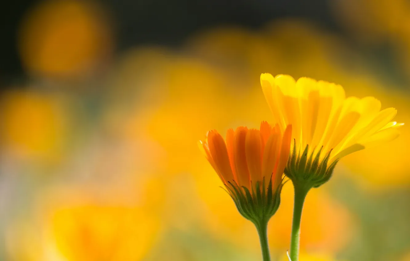 Photo wallpaper macro, flowers, nature, calendula