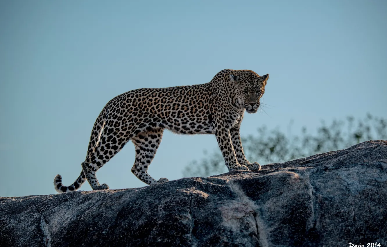 Photo wallpaper pose, predator, spot, leopard, wild cat