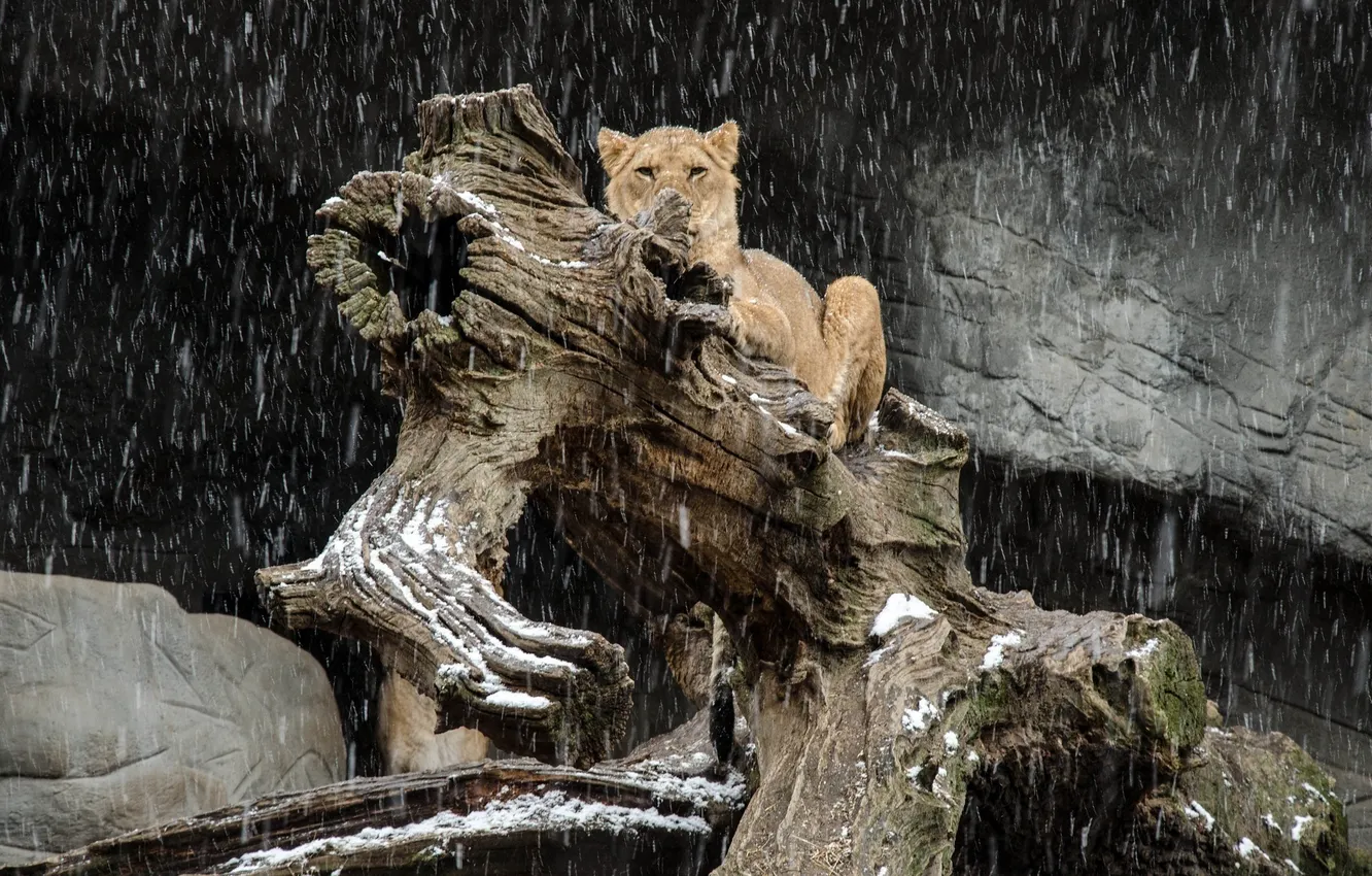 Photo wallpaper face, predator, Leo, log, lioness, wild cat, snowfall