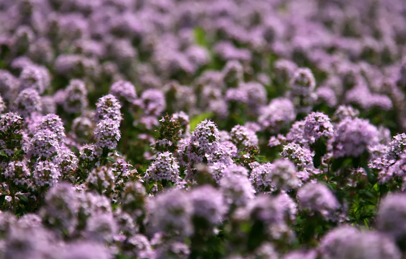 Photo wallpaper field, summer, flowers, focus, Sunny, lilac