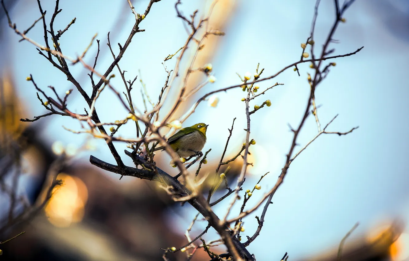 Photo wallpaper branches, nature, bird