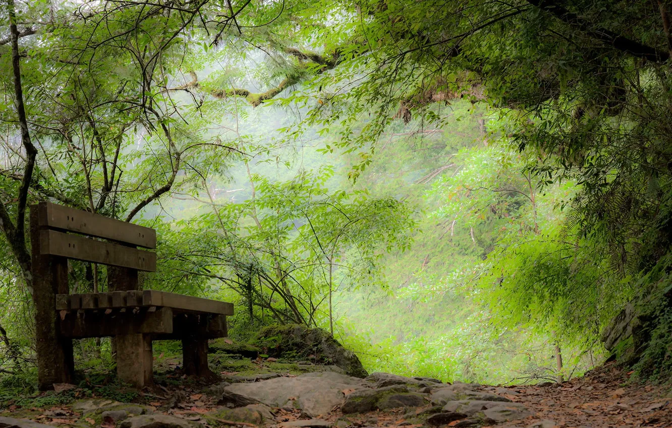 Photo wallpaper nature, Park, bench