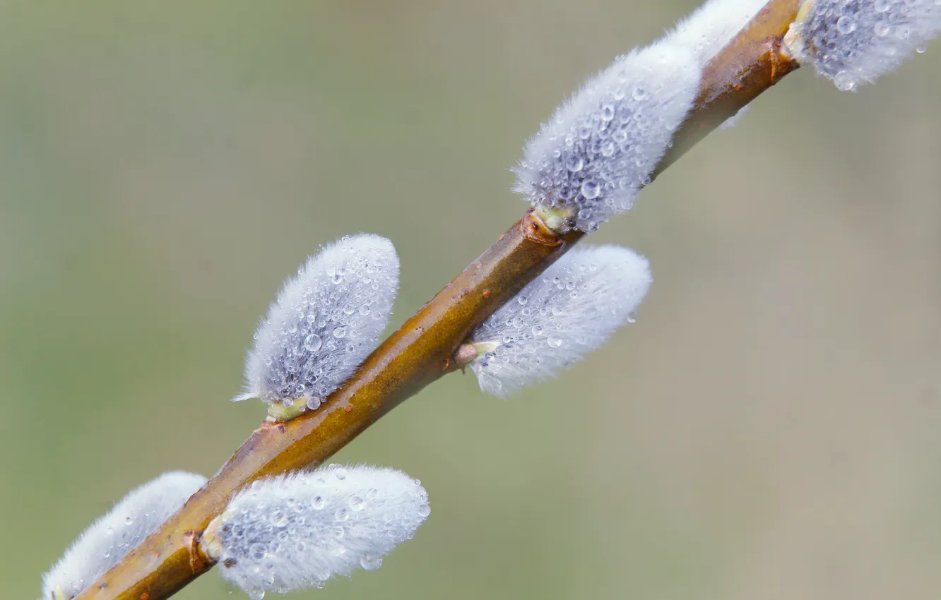 Photo wallpaper spring, twig, base kitten