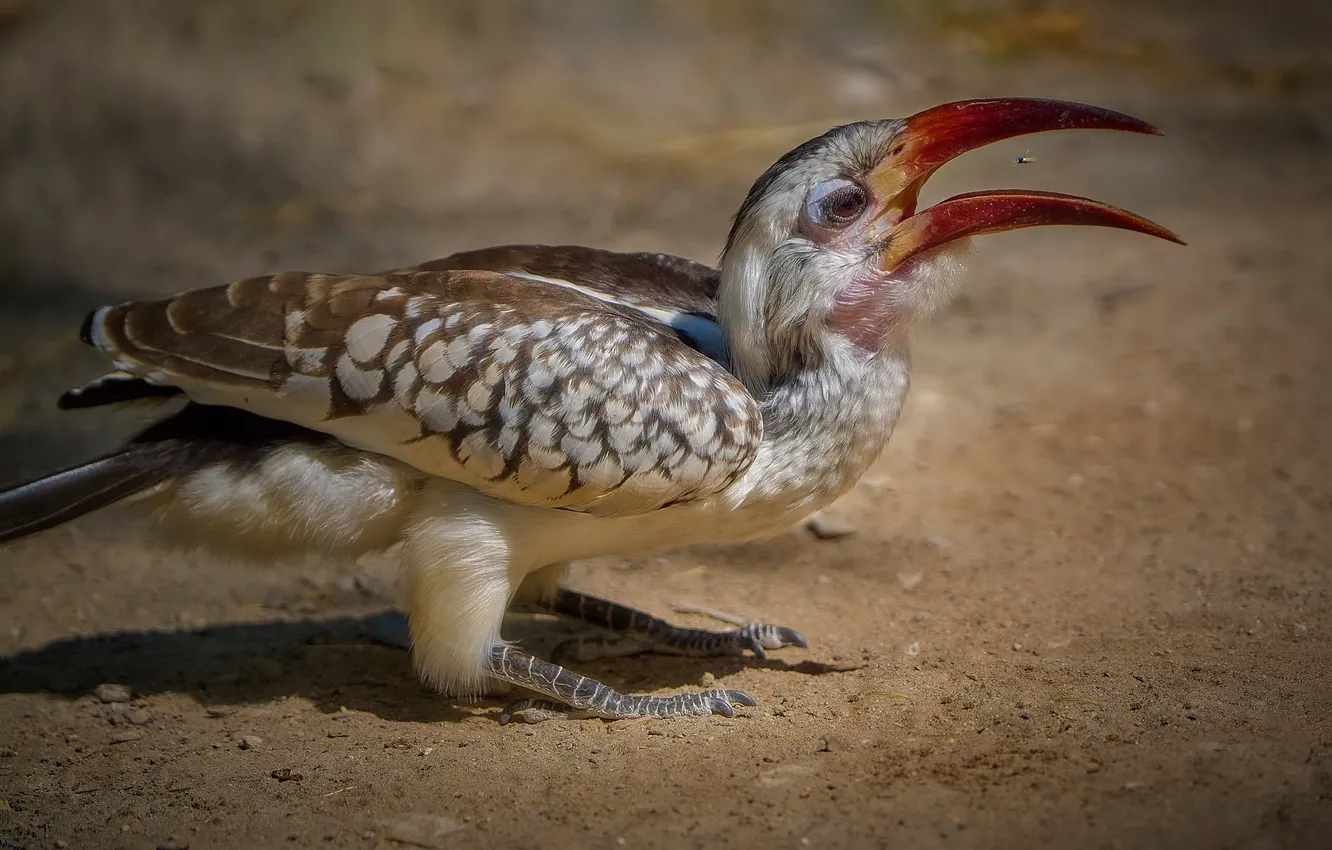 Photo wallpaper sand, bird, beak, Boris Bekelman, Bucerotidae, The Tanzanian Red-Billed Rhinoceros, Tockus ruahae