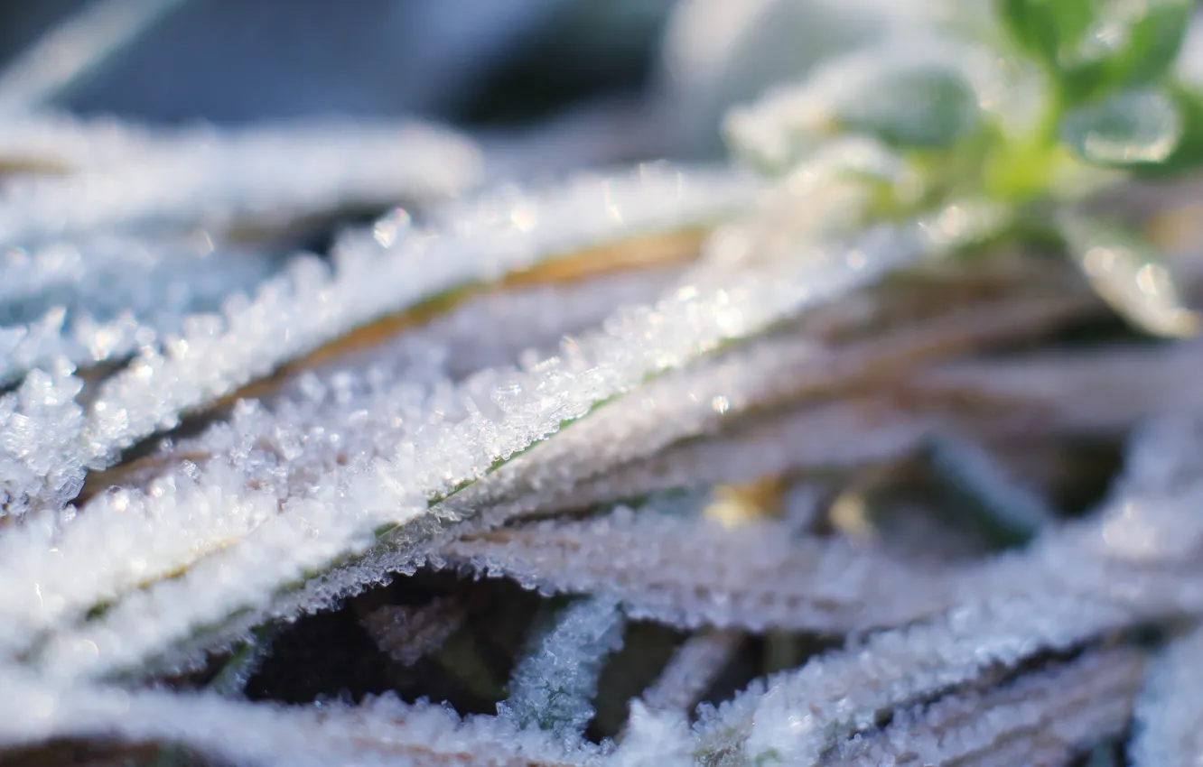 Photo wallpaper winter, plant, cold, hoarfrost