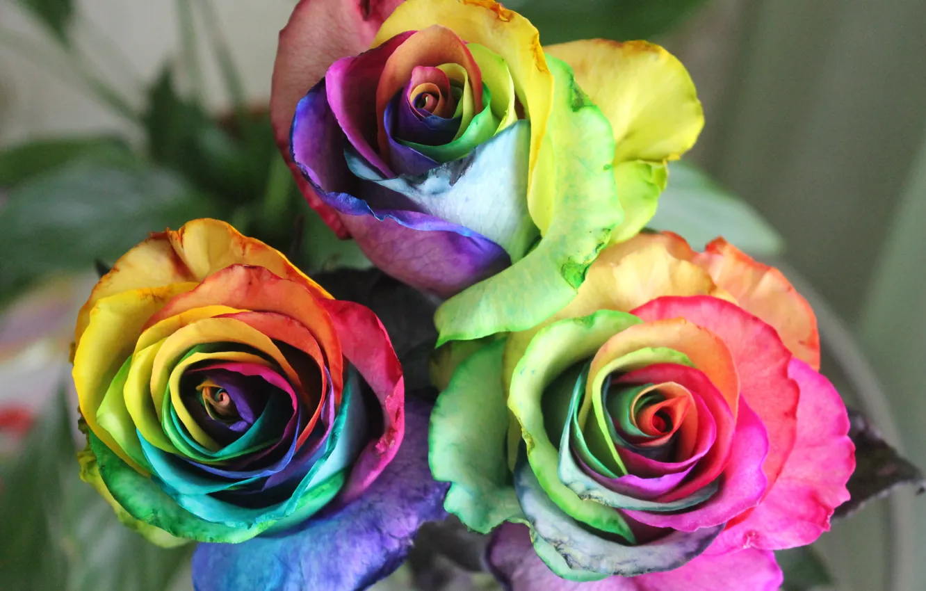 Photo wallpaper flowers, green, mood, roses, rainbow, day