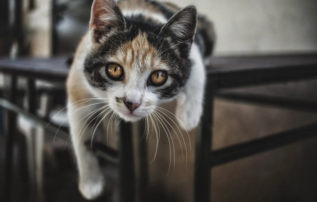 Photo wallpaper cat, tri-color, Fabio Grandis