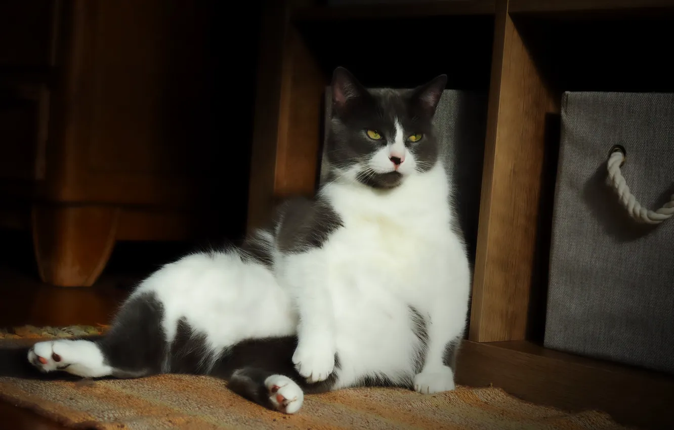 Photo wallpaper cat, cat, look, light, pose, room, furniture, floor