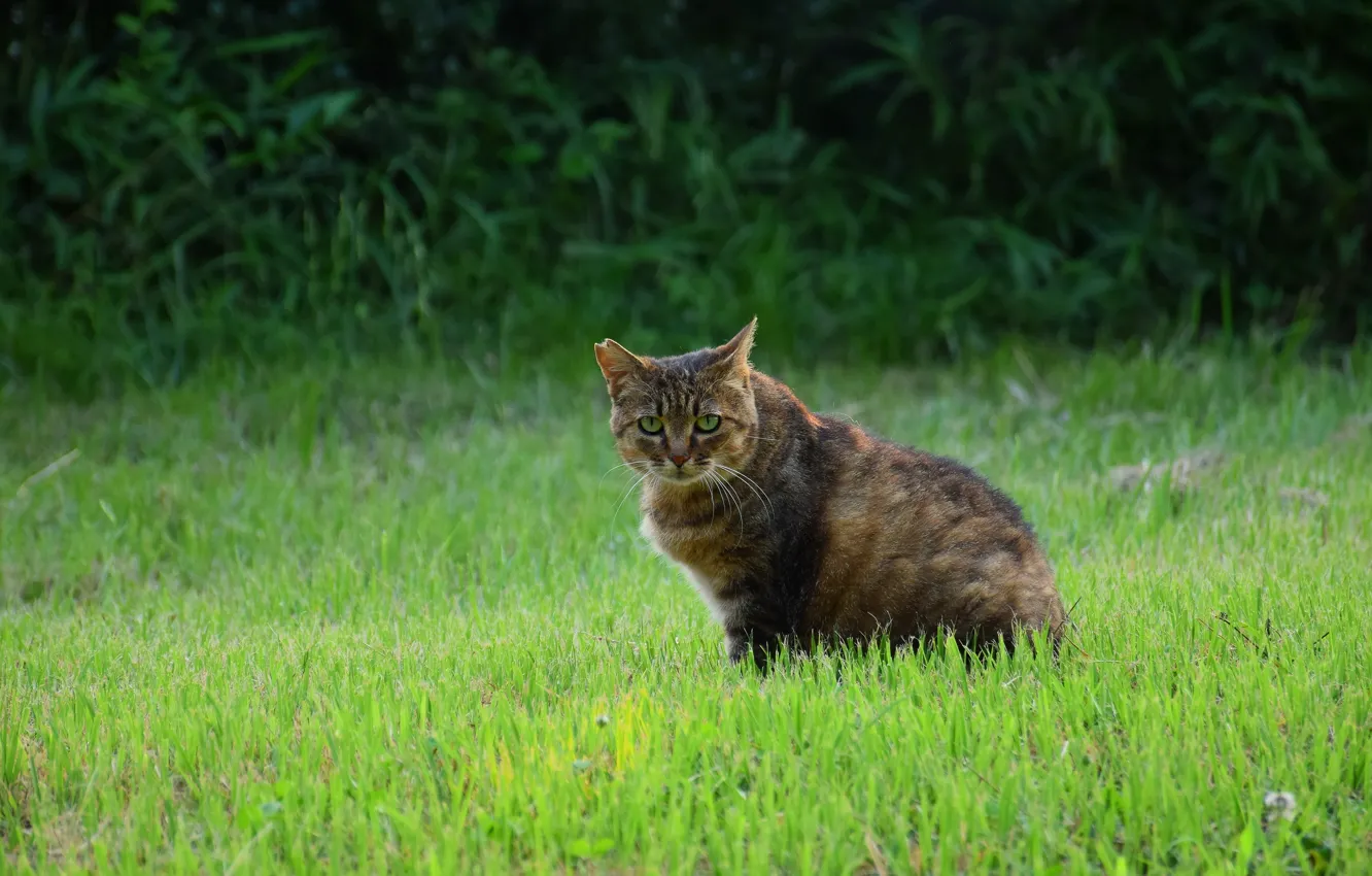 Photo wallpaper greens, cat, summer, grass, cat, look, glade, sitting