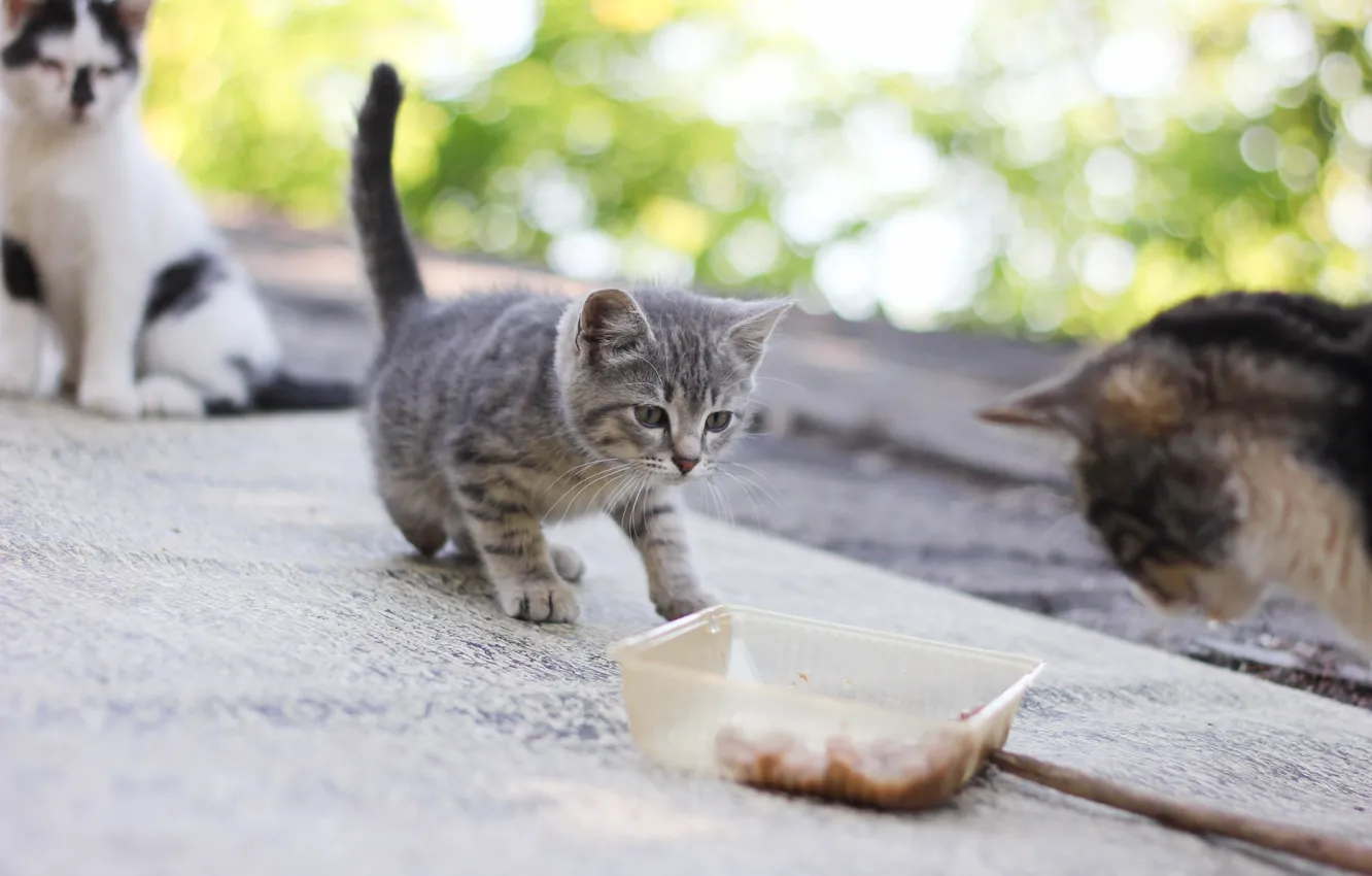 Photo wallpaper cat, cat, nature, food