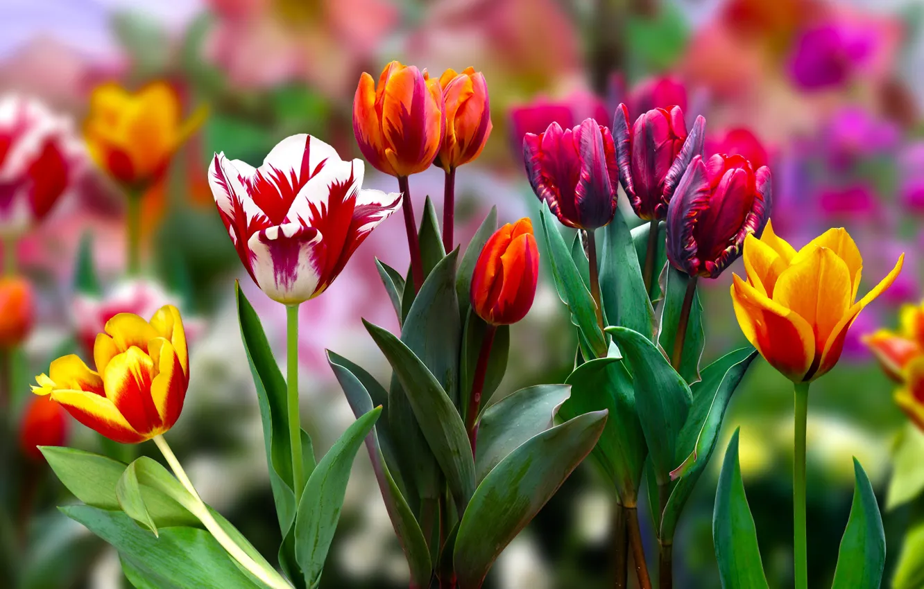 Photo wallpaper Blur, Tulipany, Flowers