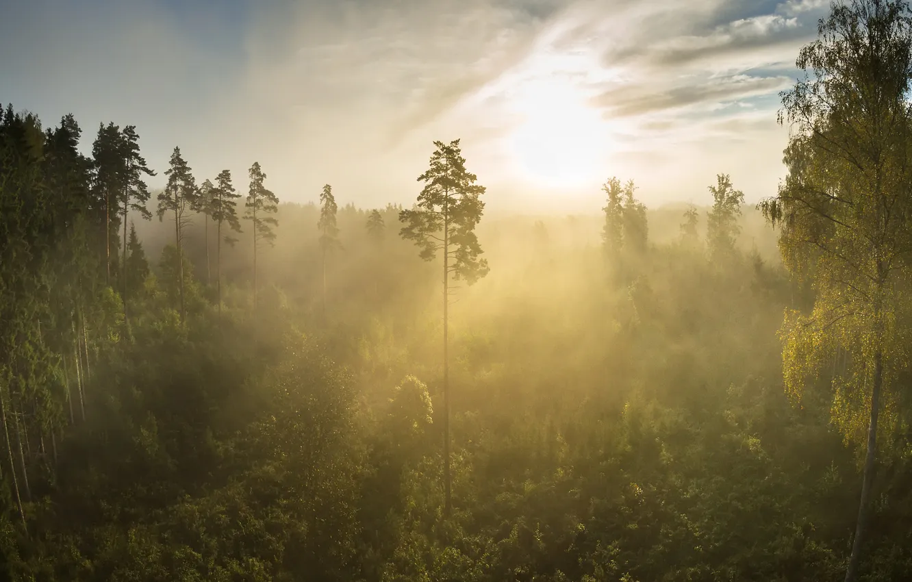 Photo wallpaper forest, fog, pine