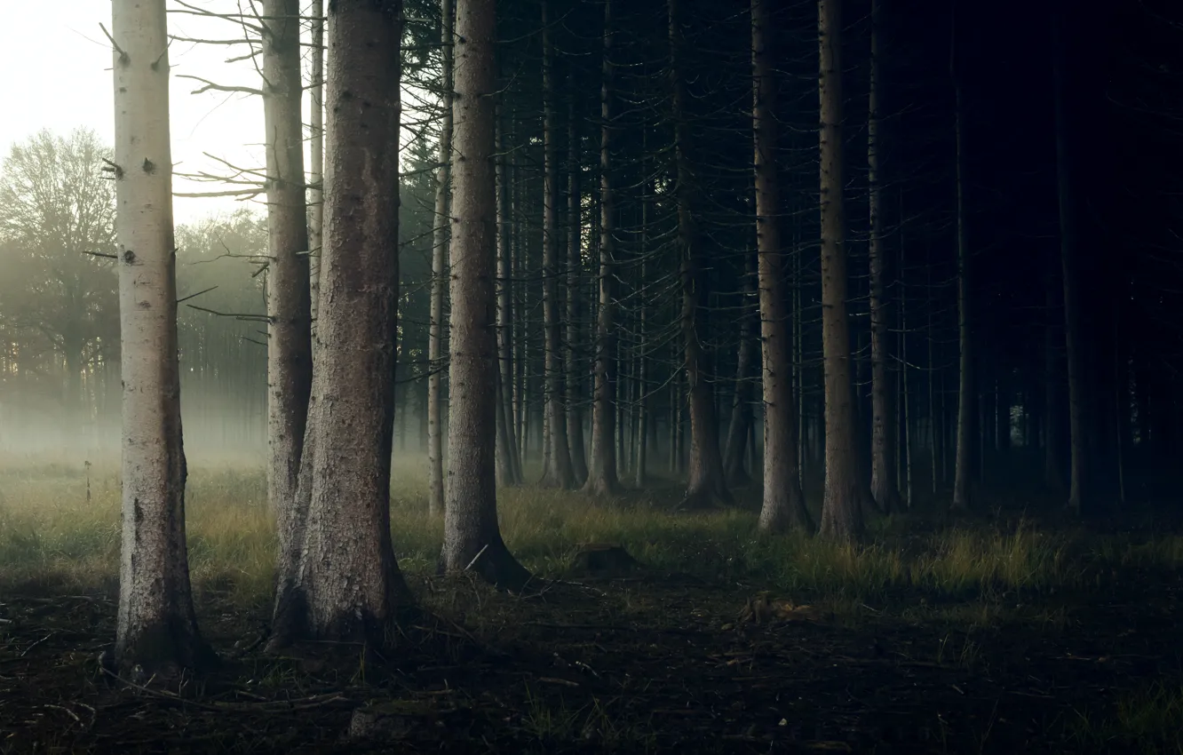 Photo wallpaper forest, nature, fog