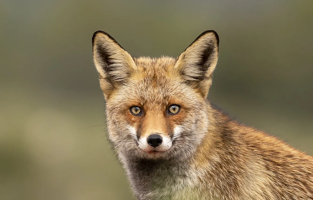 Photo wallpaper look, portrait, Fox, red, face