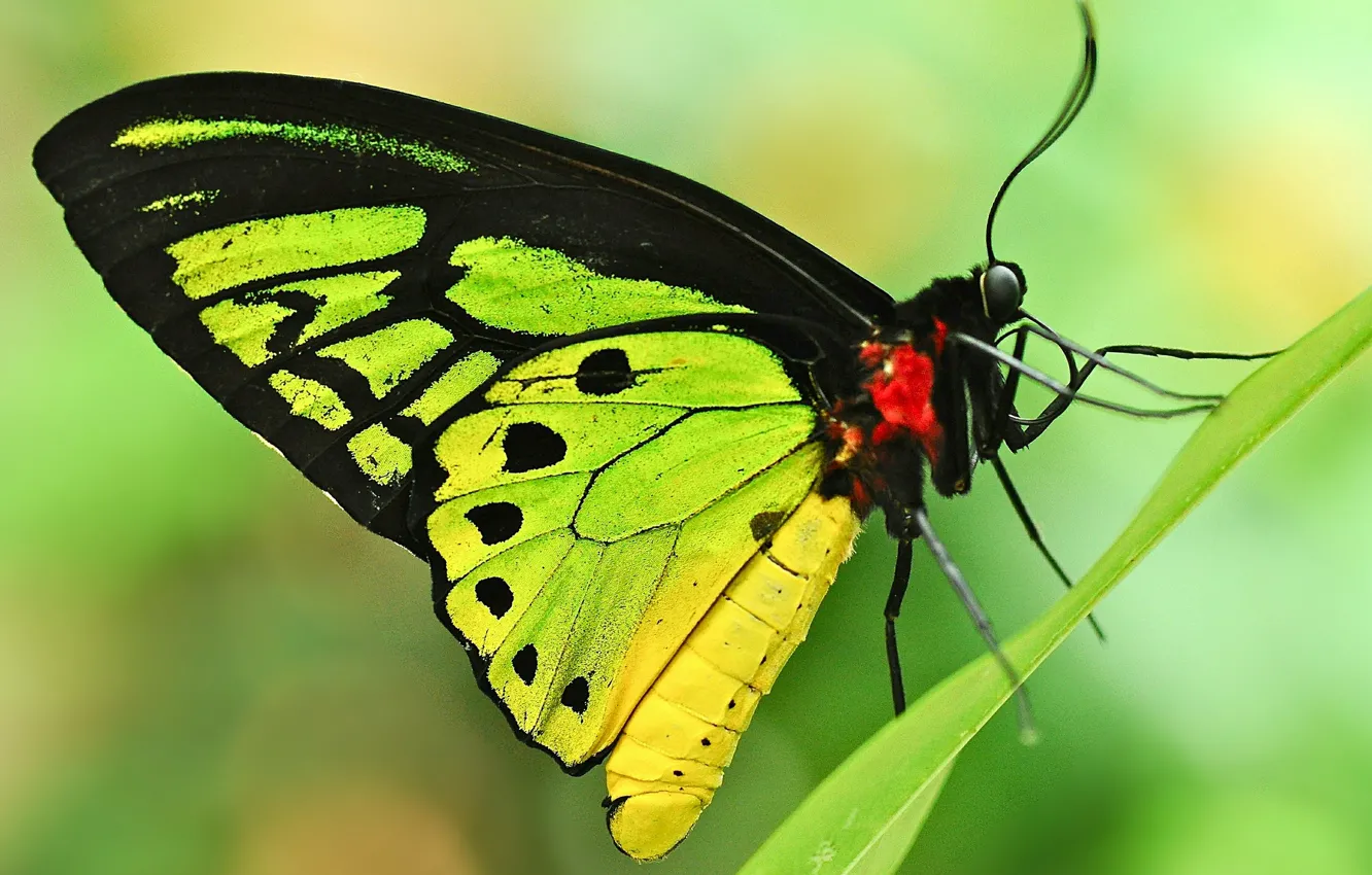 Photo wallpaper leaves, background, butterfly, a blade of grass