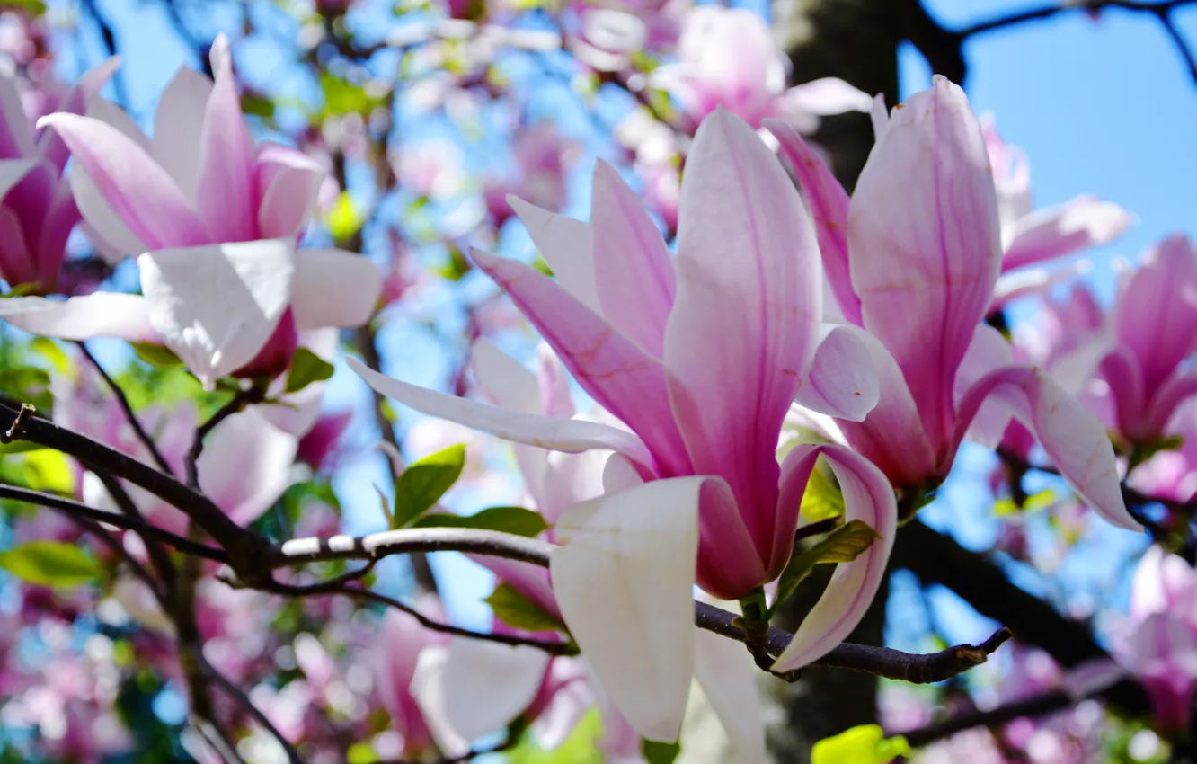 Photo wallpaper spring, may, Sunny, Ukraine, Magnolia, The Botanical garden