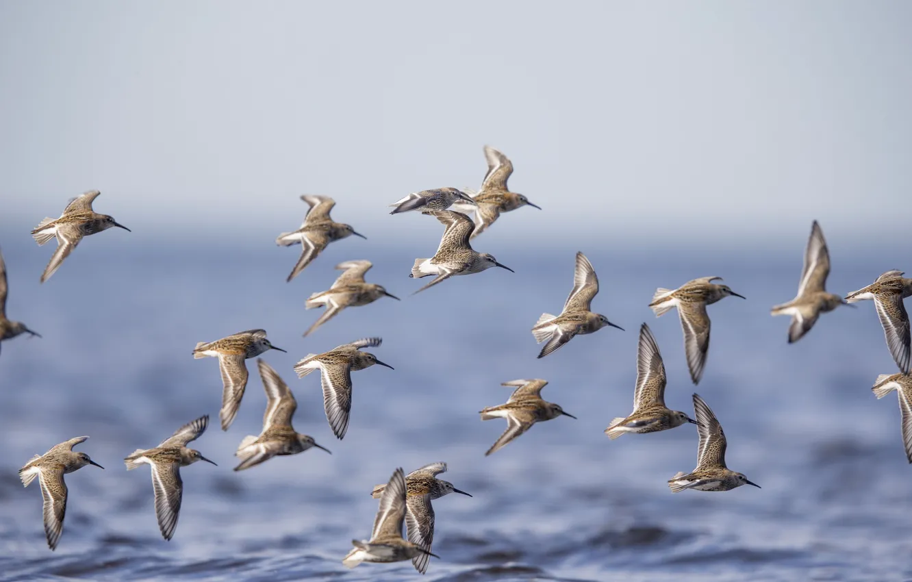 Photo wallpaper sea, flight, bird, pack