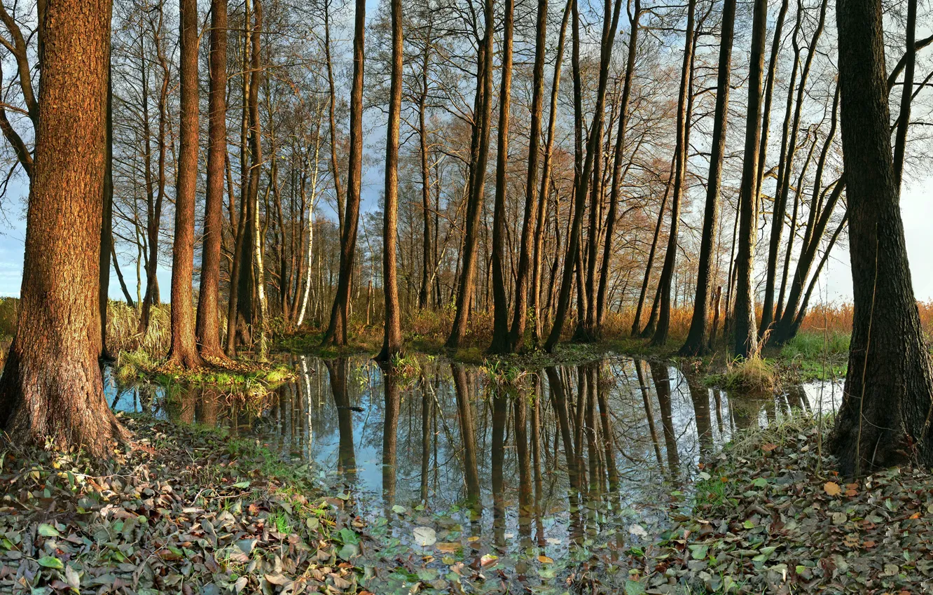 Photo wallpaper autumn, leaves, water, trees, nature, foliage, Germany