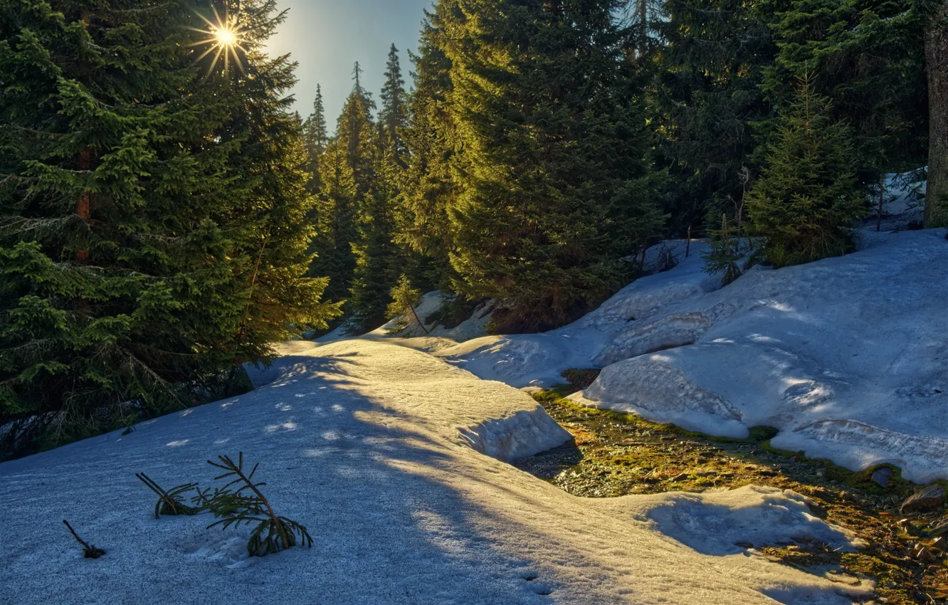 Photo wallpaper forest, the sun, rays, snow, trees, nature, stream, spring