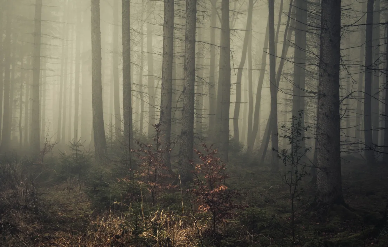 Photo wallpaper forest, trees, nature, fog