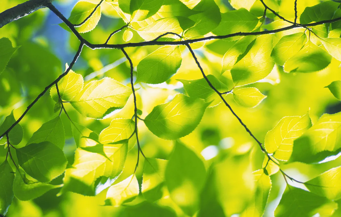 Photo wallpaper greens, trees, freshness, branches, nature, foliage, spring leaves