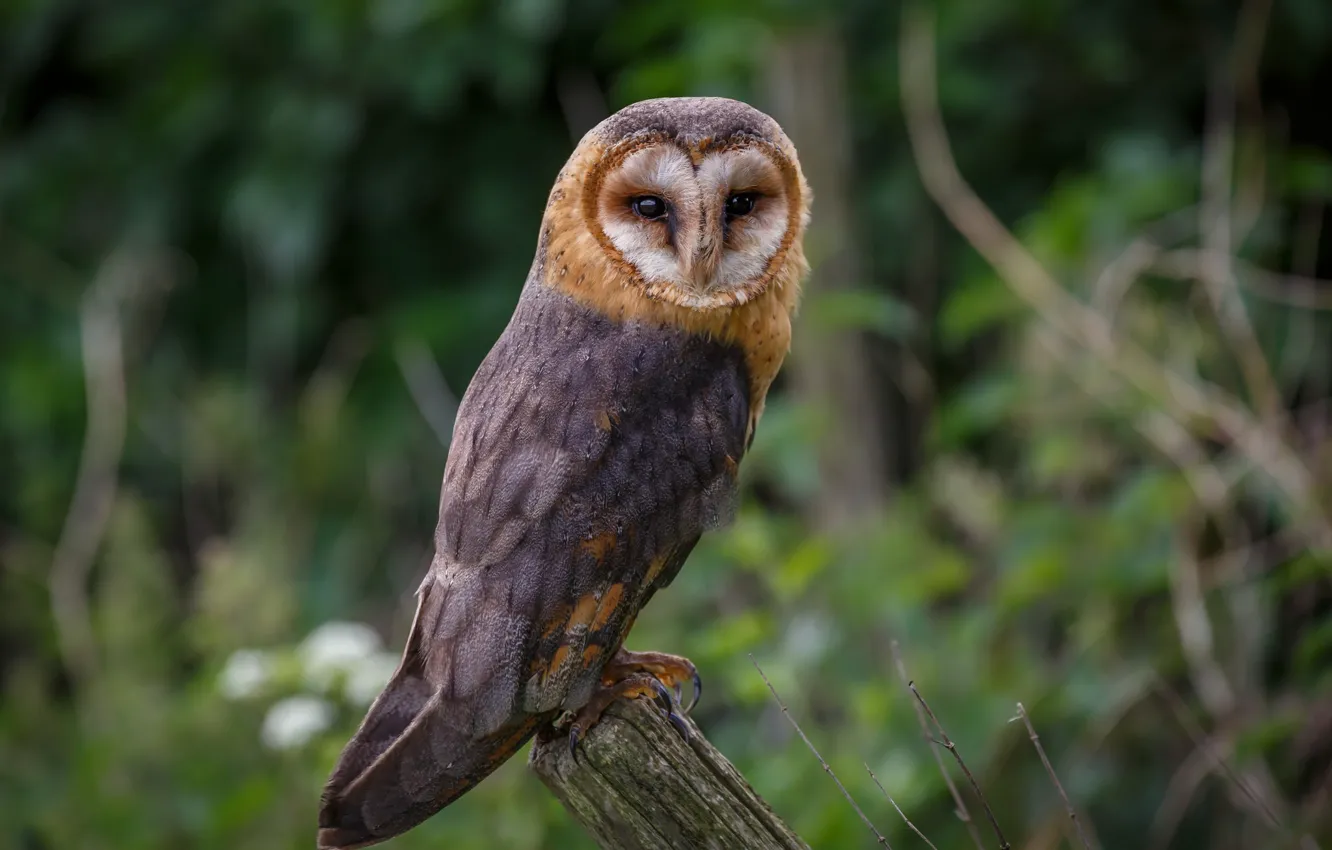 Photo wallpaper background, owl, bird