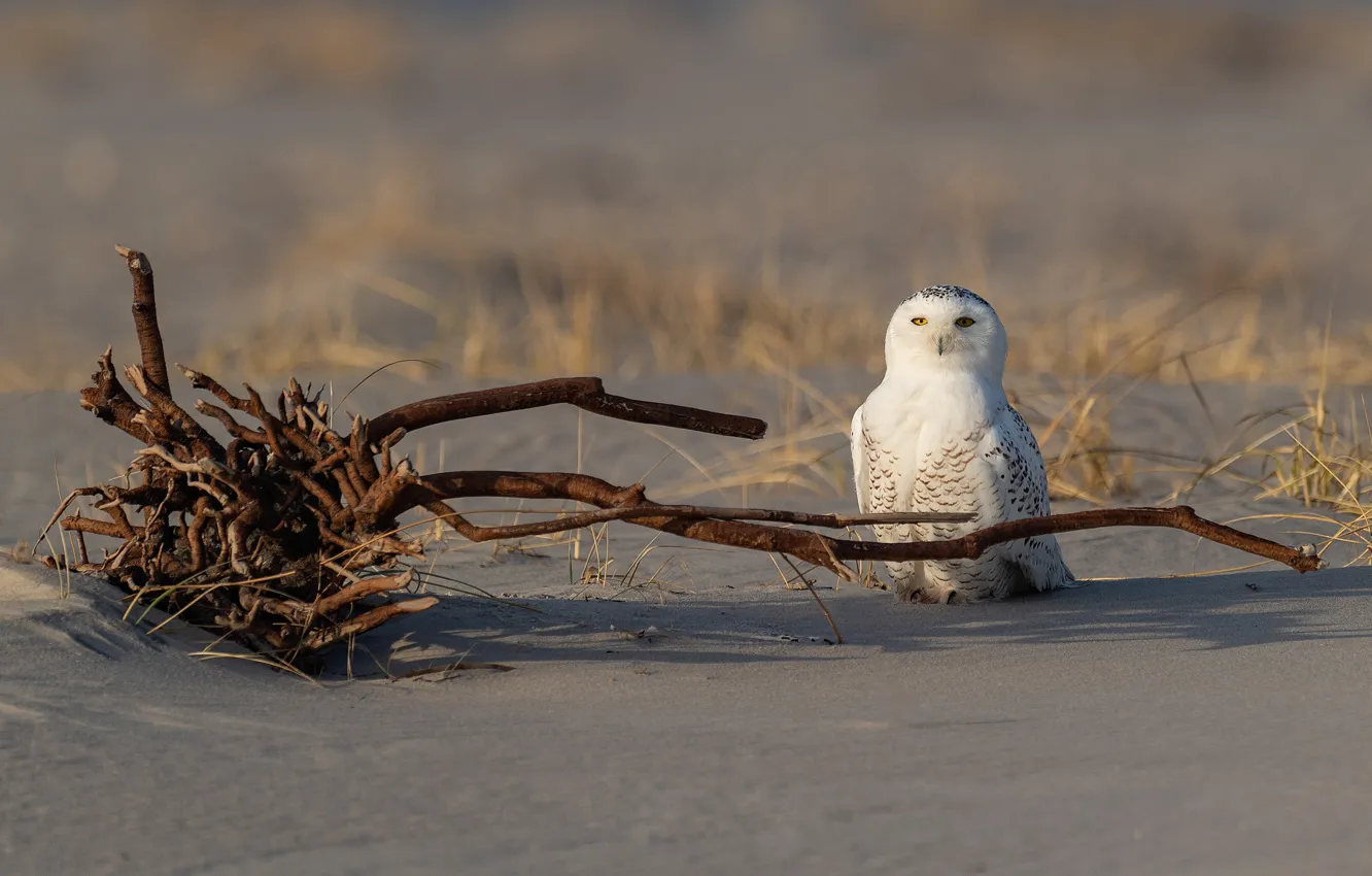 Photo wallpaper sand, owl, bird, snag, snowy owl, Arctic