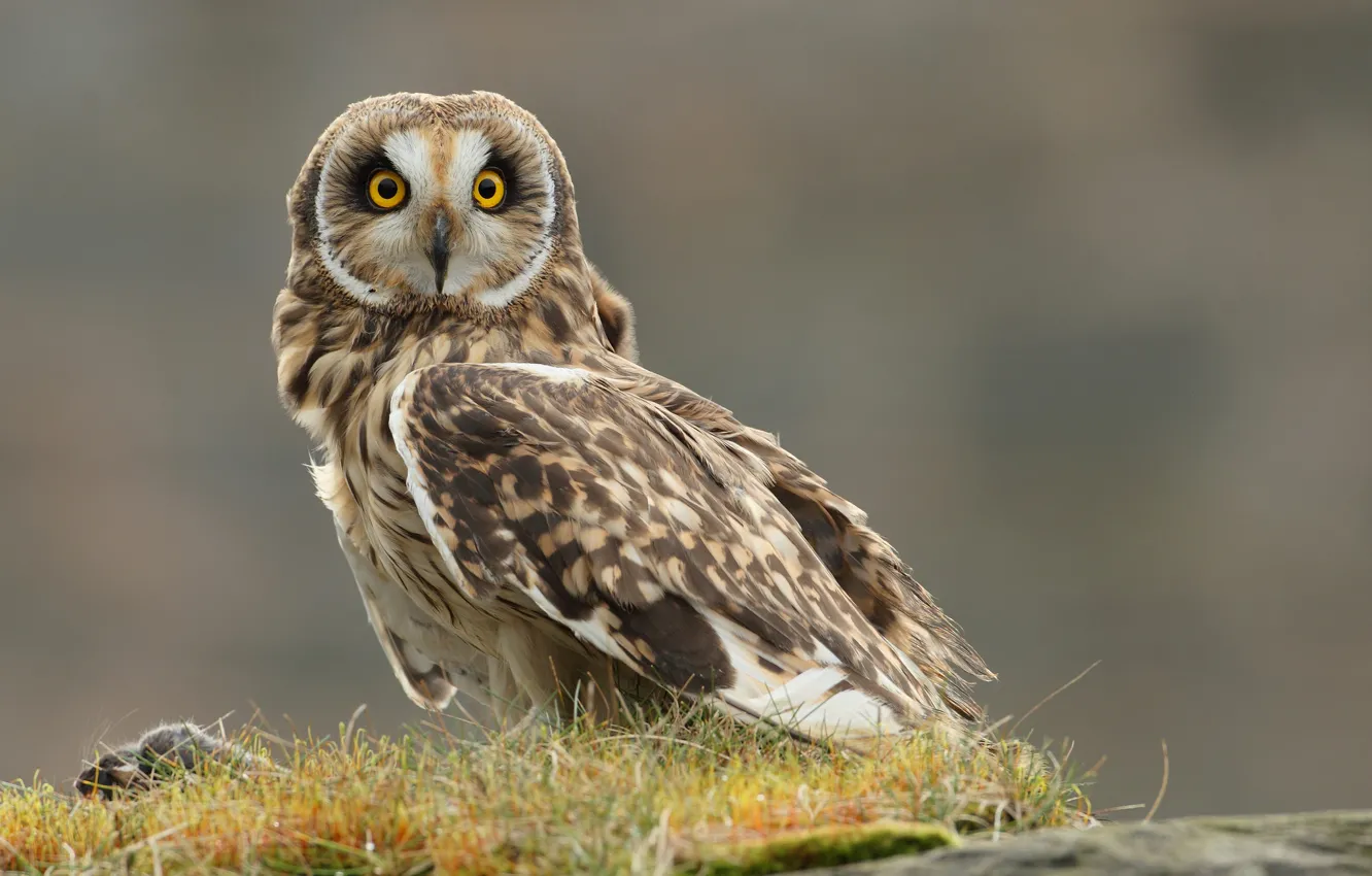 Photo wallpaper grass, owl, bird, mining