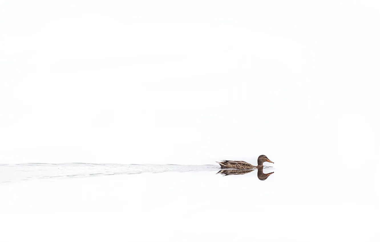 Photo wallpaper wave, reflection, duck, beak