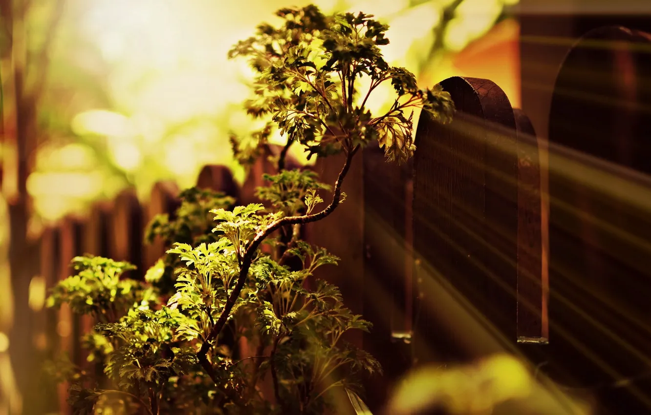 Photo wallpaper light, branches, nature