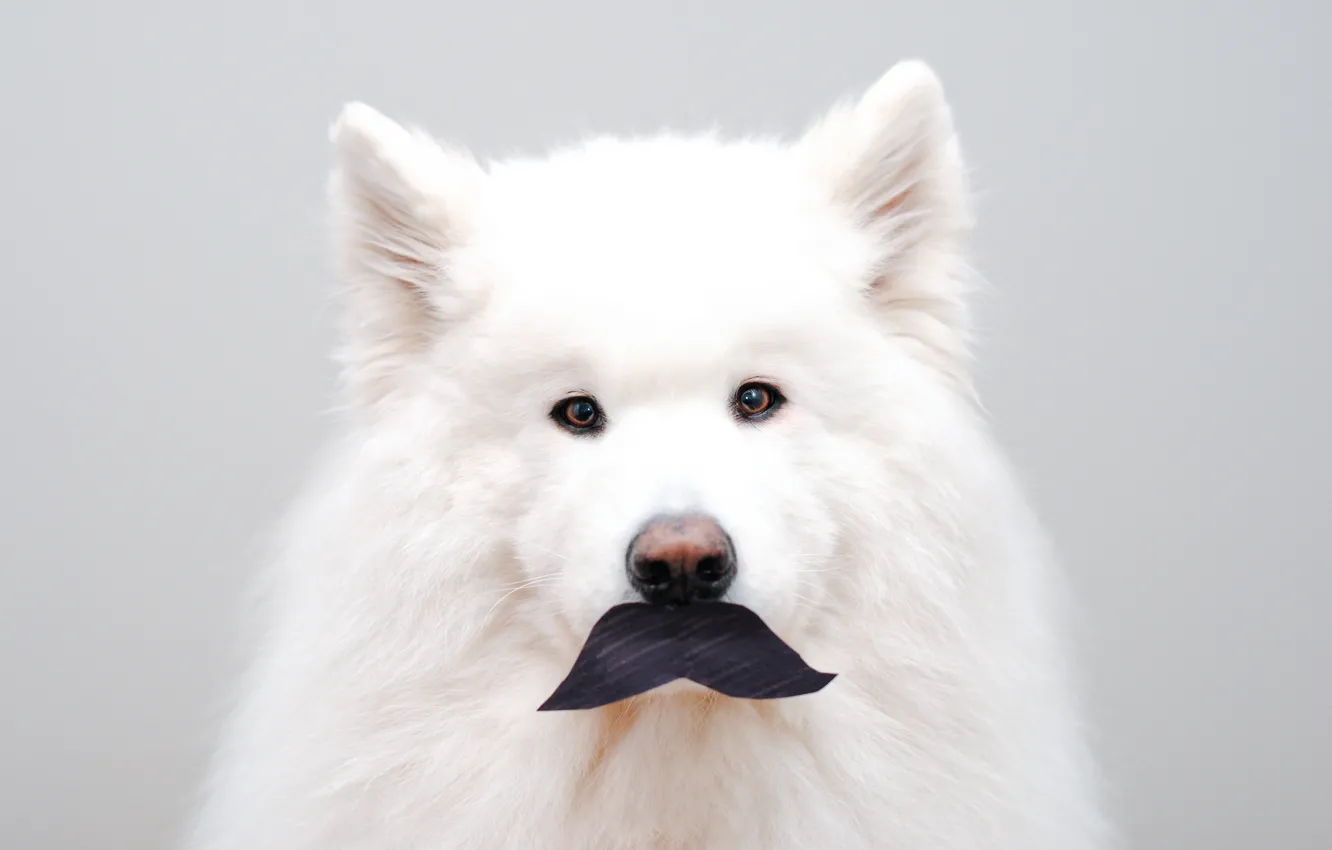Photo wallpaper look, pose, dog, face, Samoyed