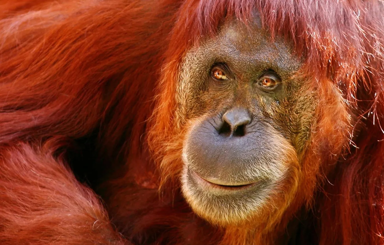 Photo wallpaper hair, wildlife, nose