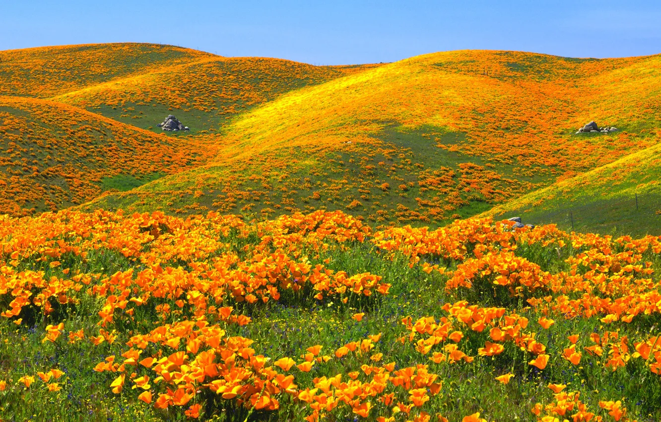 Photo wallpaper the sky, flowers, hills, Maki, USA, reserve, Antelope Valley California Poppy Reserve