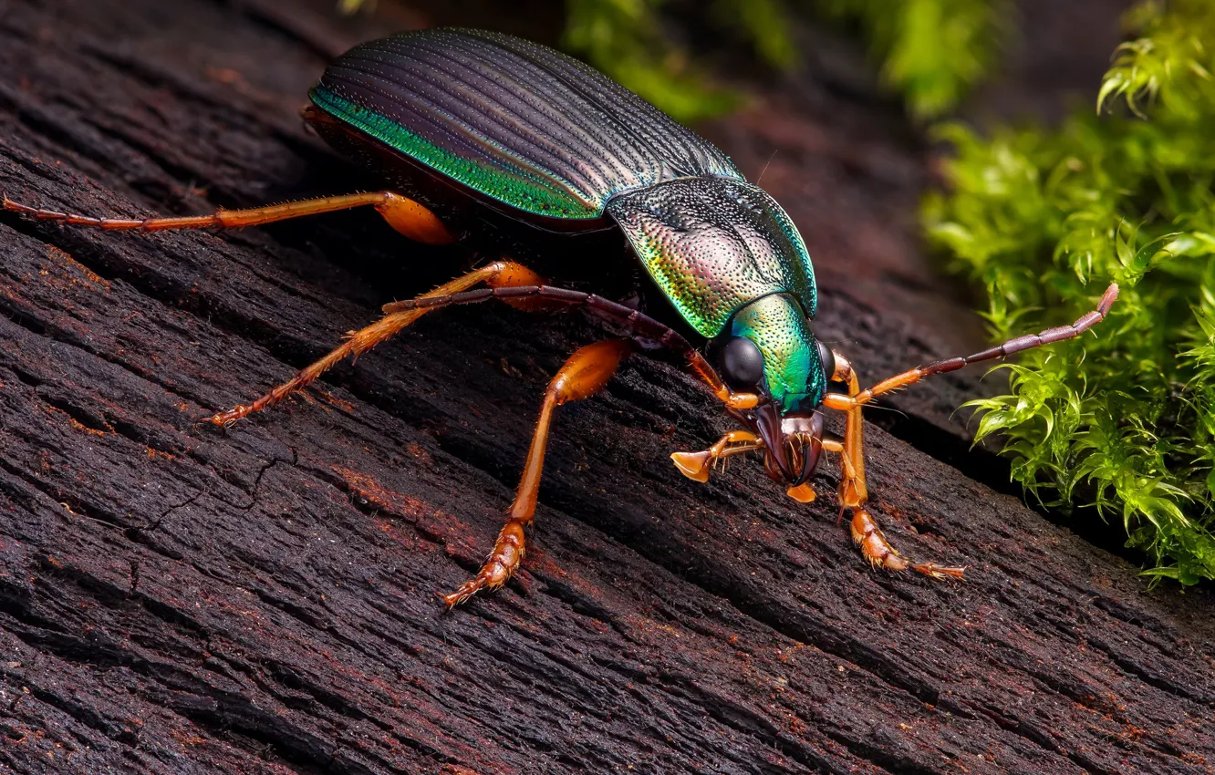Photo wallpaper macro, background, moss, beetle, insect, bark, shiny