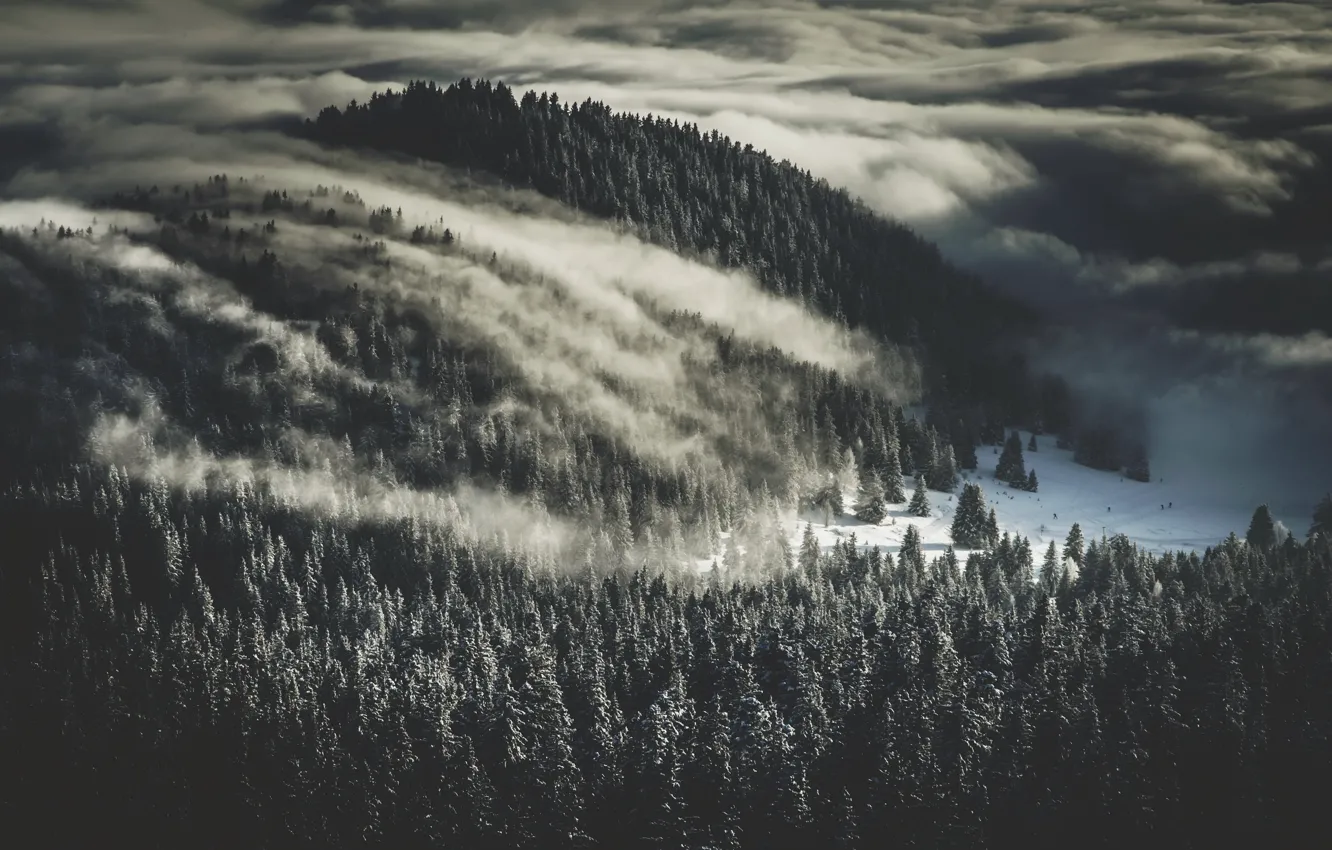 Photo wallpaper fog, nature, forest, winter