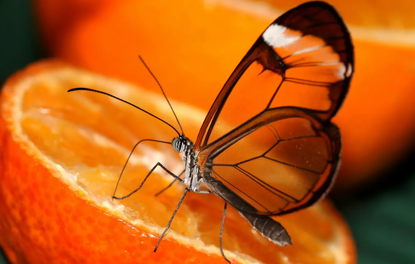 Photo wallpaper transparency, orange, butterfly, orange, wings